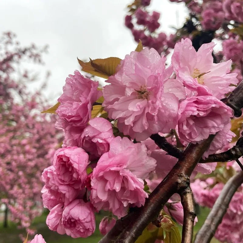 Cherry Blossoms