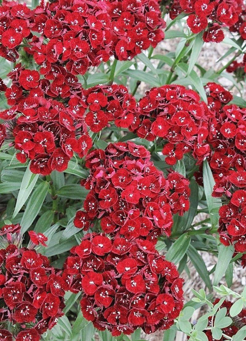 Dianthus 'Heart Attack'