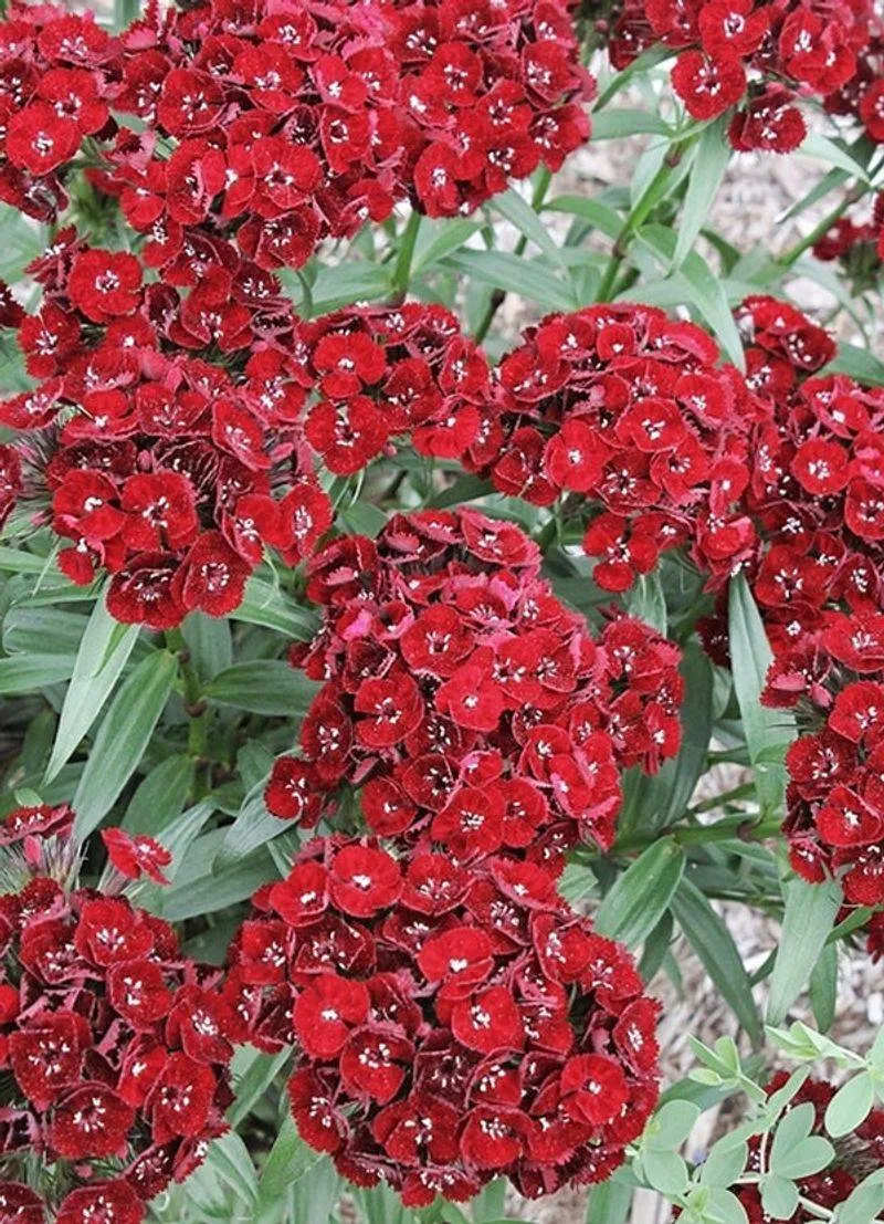 Dianthus 'Heart Attack'