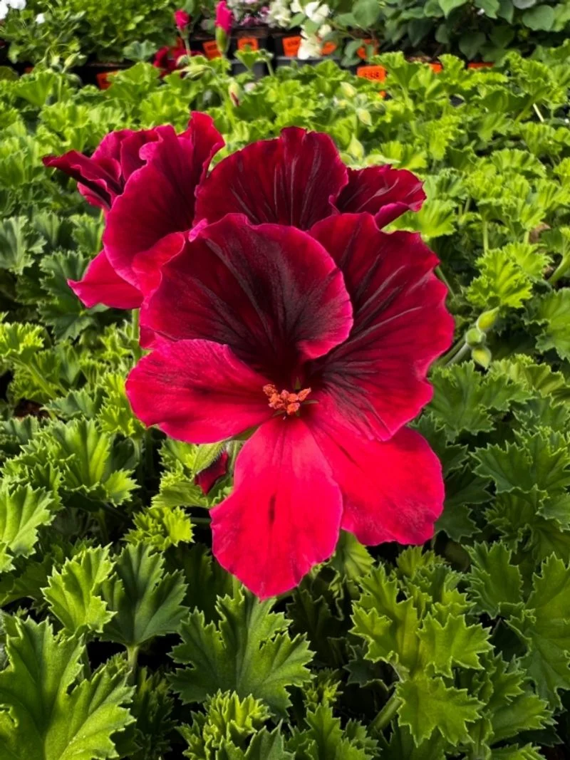 Red Velvet Geranium