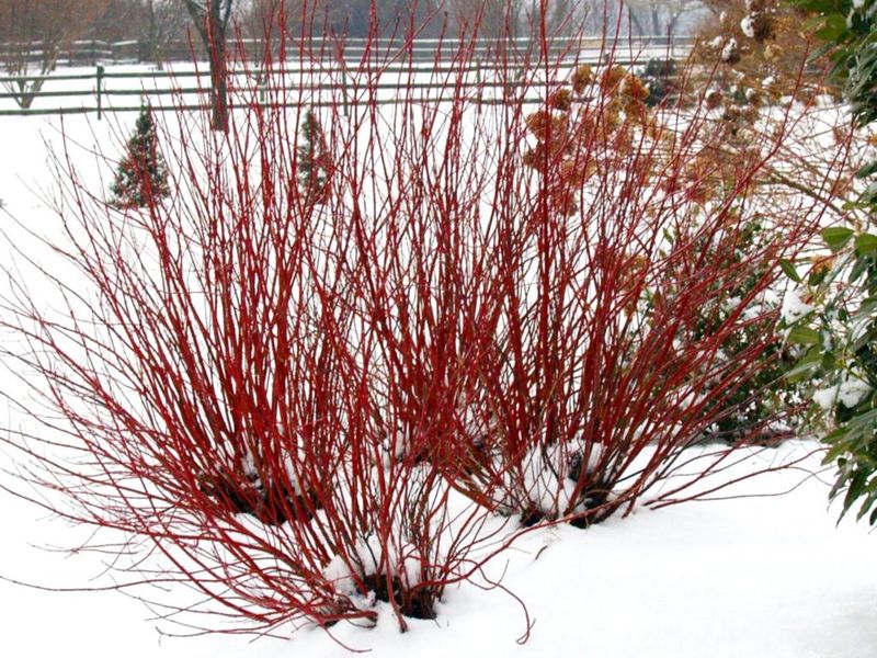 Red Twig Dogwood