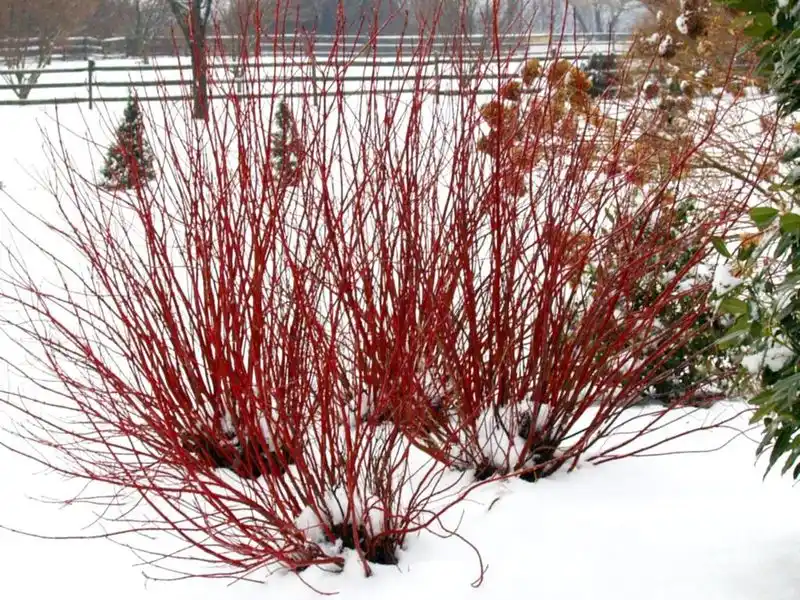 Red Twig Dogwood