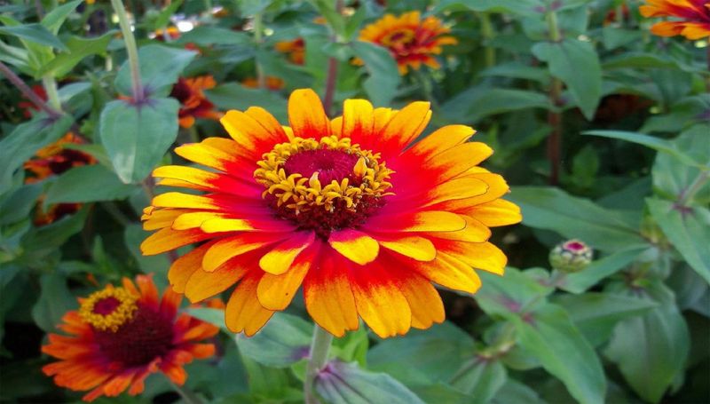 Sombrero Zinnia