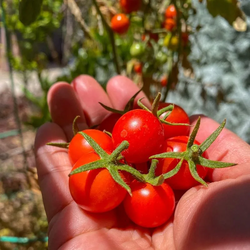Cherry Tomato