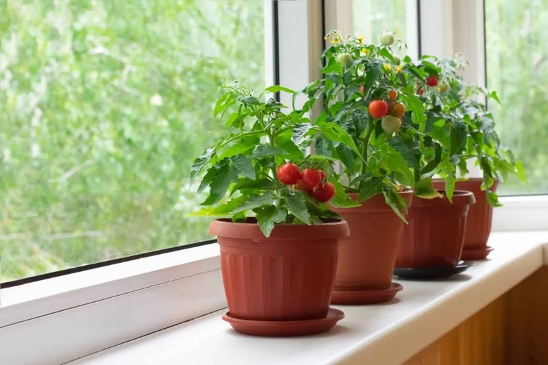 Cherry Tomatoes