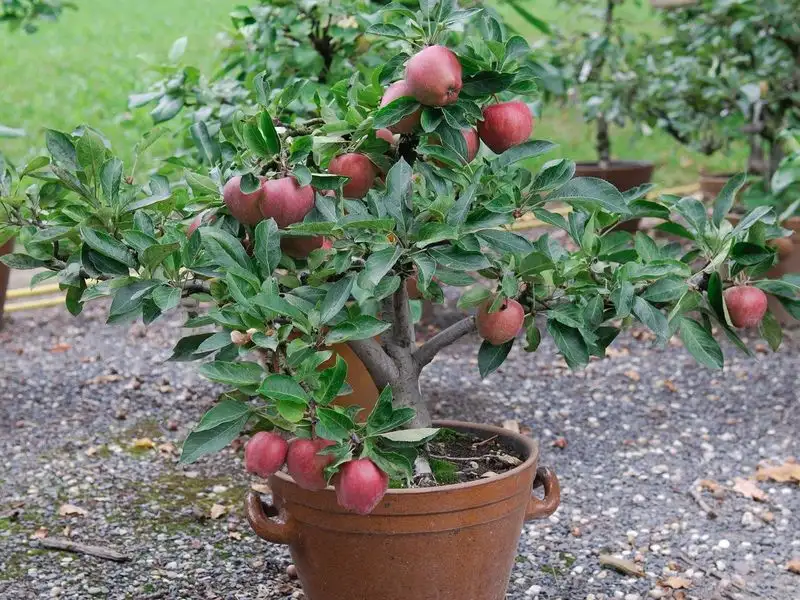 Dwarf Apple Tree
