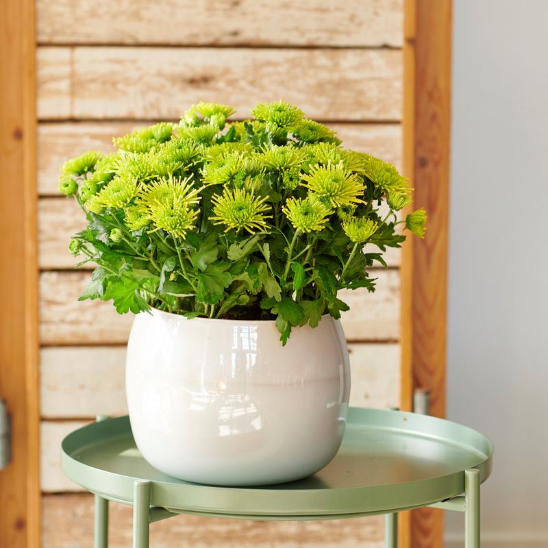 Chic Chrysanthemums