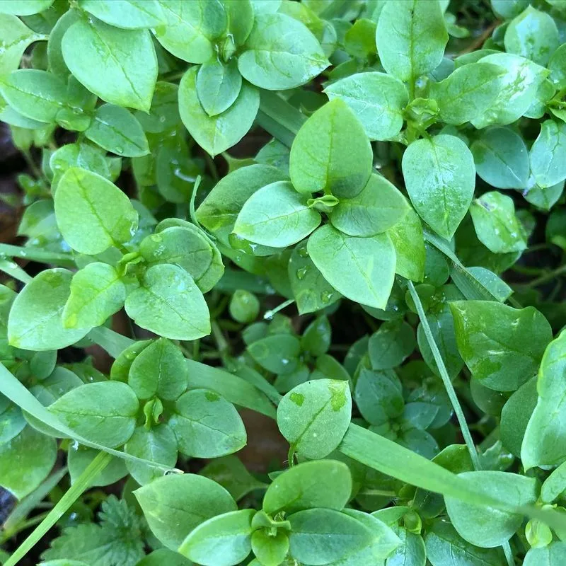 Chickweed