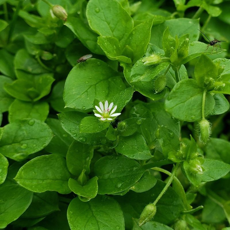 Chickweed
