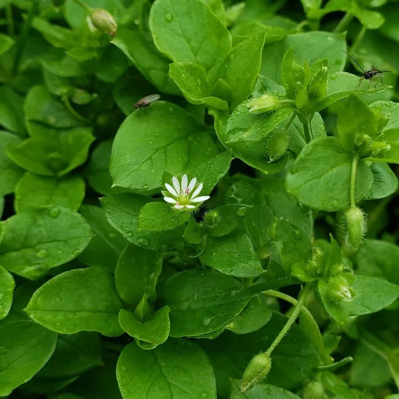 Chickweed