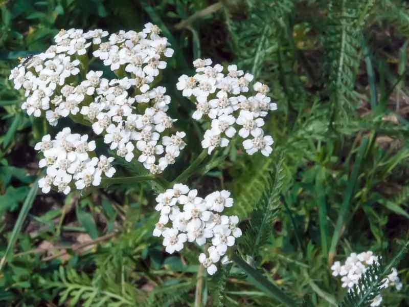 Yarrow Compost Accelerator