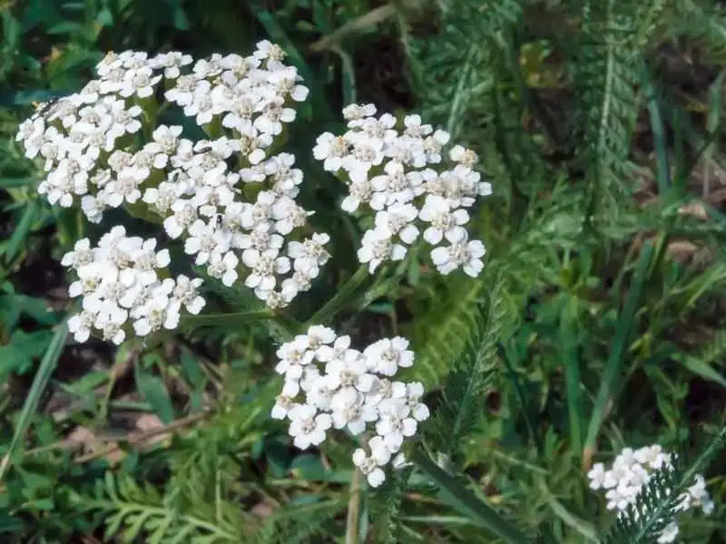 Yarrow Compost Accelerator