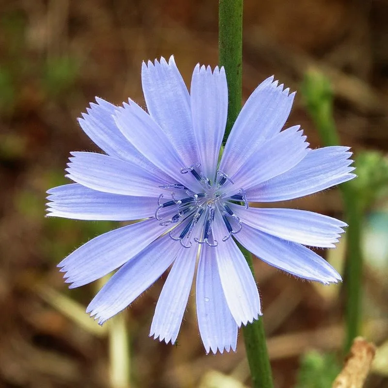 Chicory