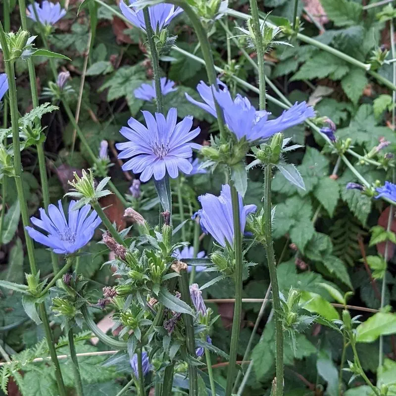 Chicory