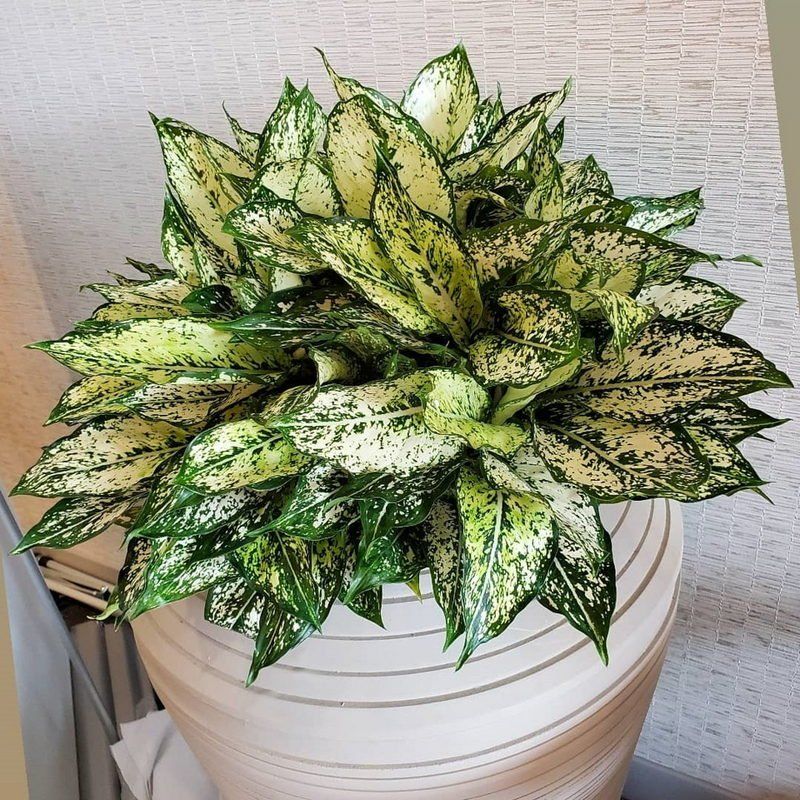 Chinese Evergreen