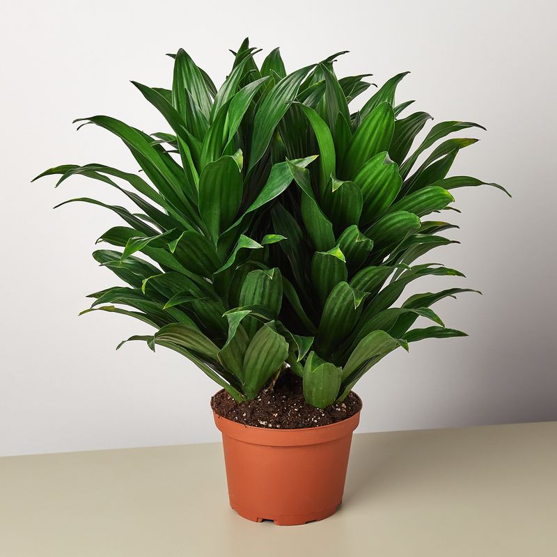 Dracaena