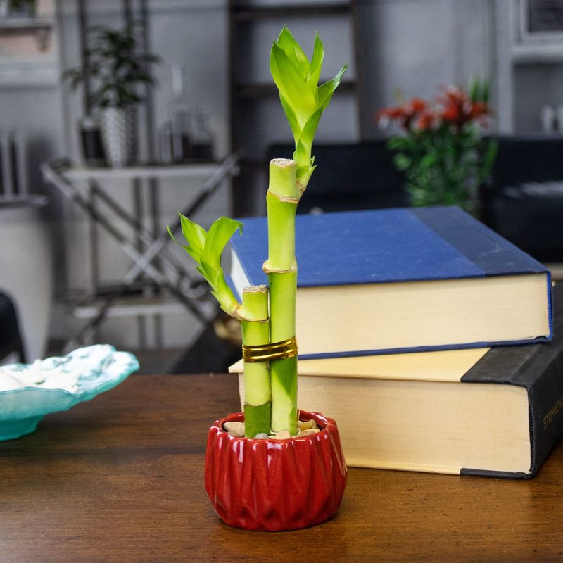 Lucky Bamboo