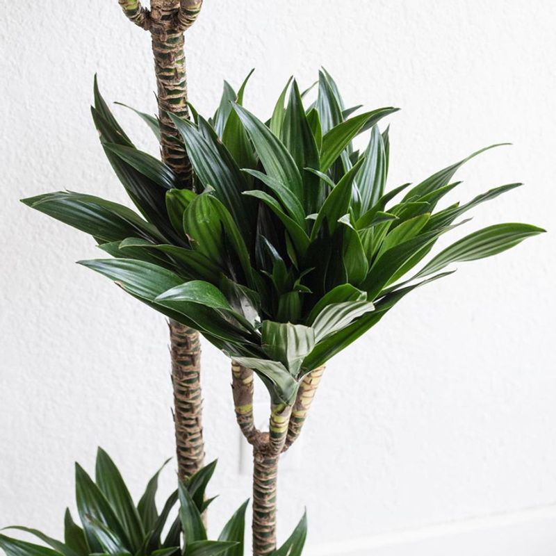 Dracaena