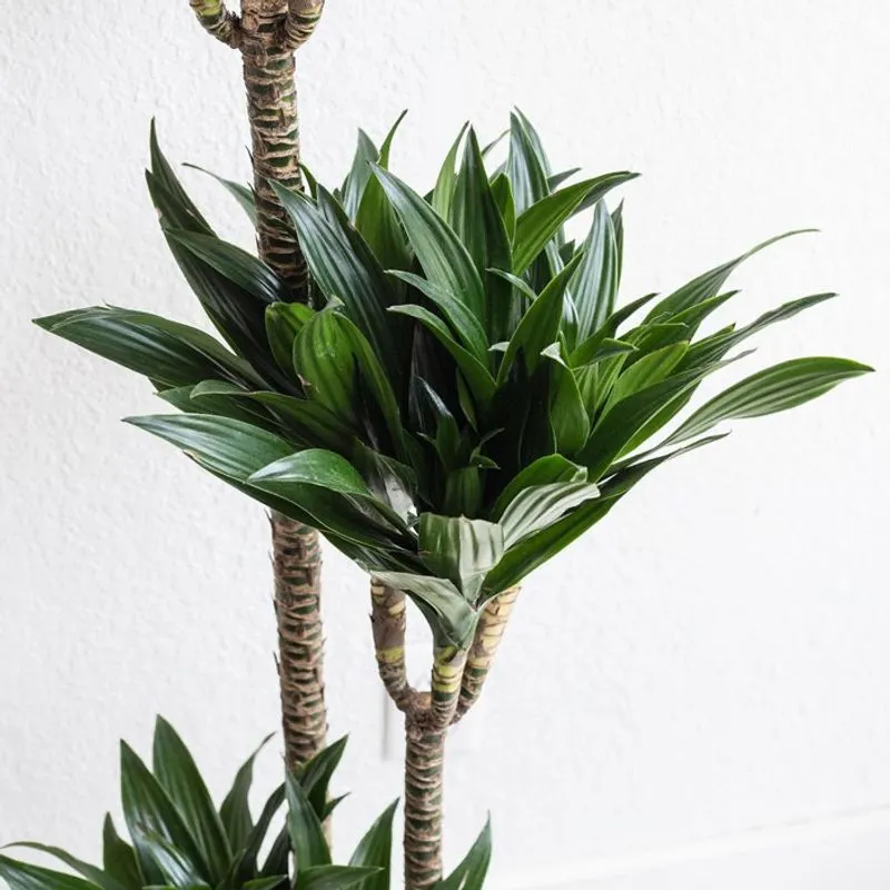 Dracaena