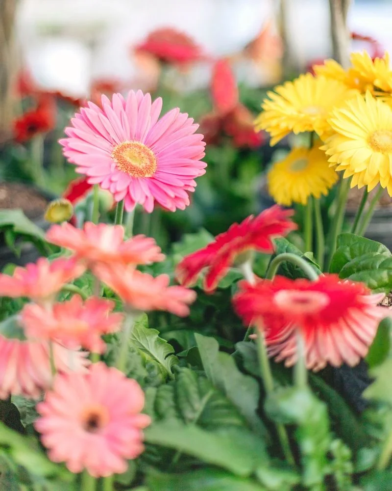 Gerbera Daisy