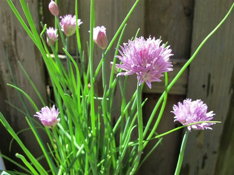 Chirping with Chives