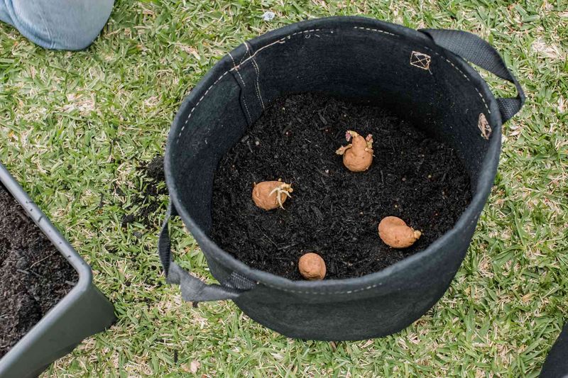 Planting the Potatoes
