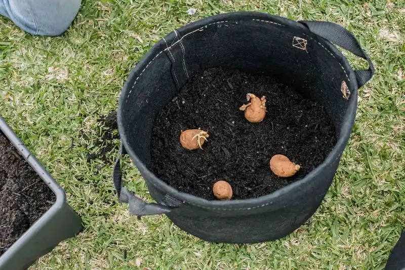 Planting the Potatoes