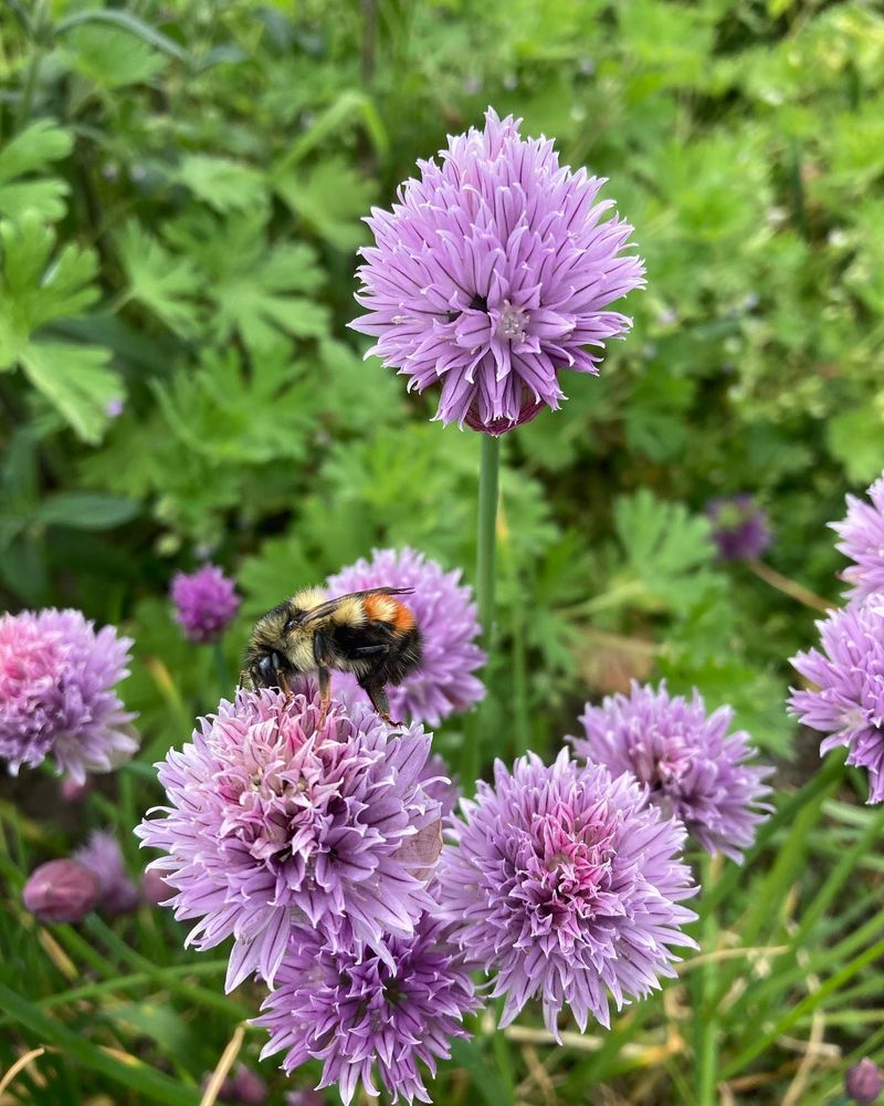 Chive Blossom