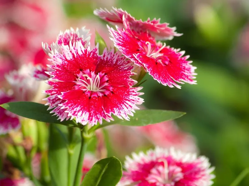 Dianthus