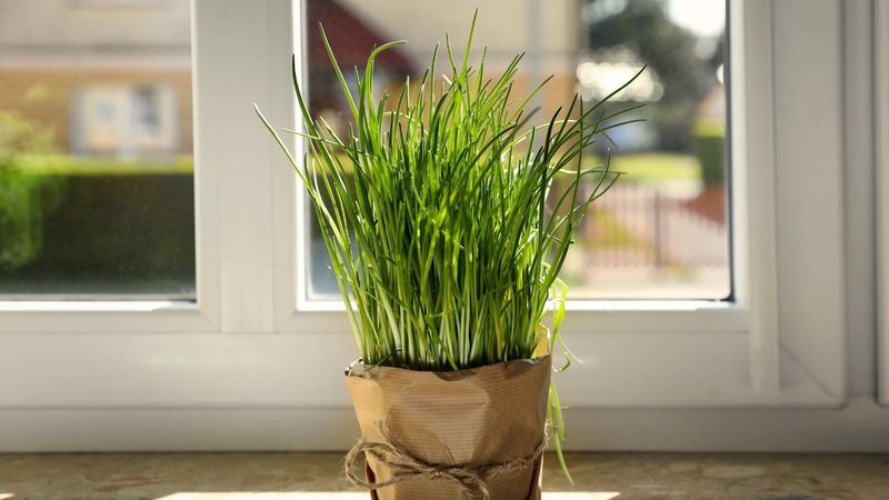 Chives