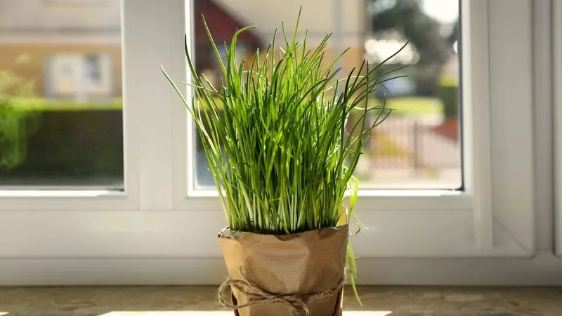 Chives