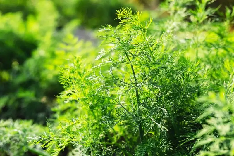 Dill