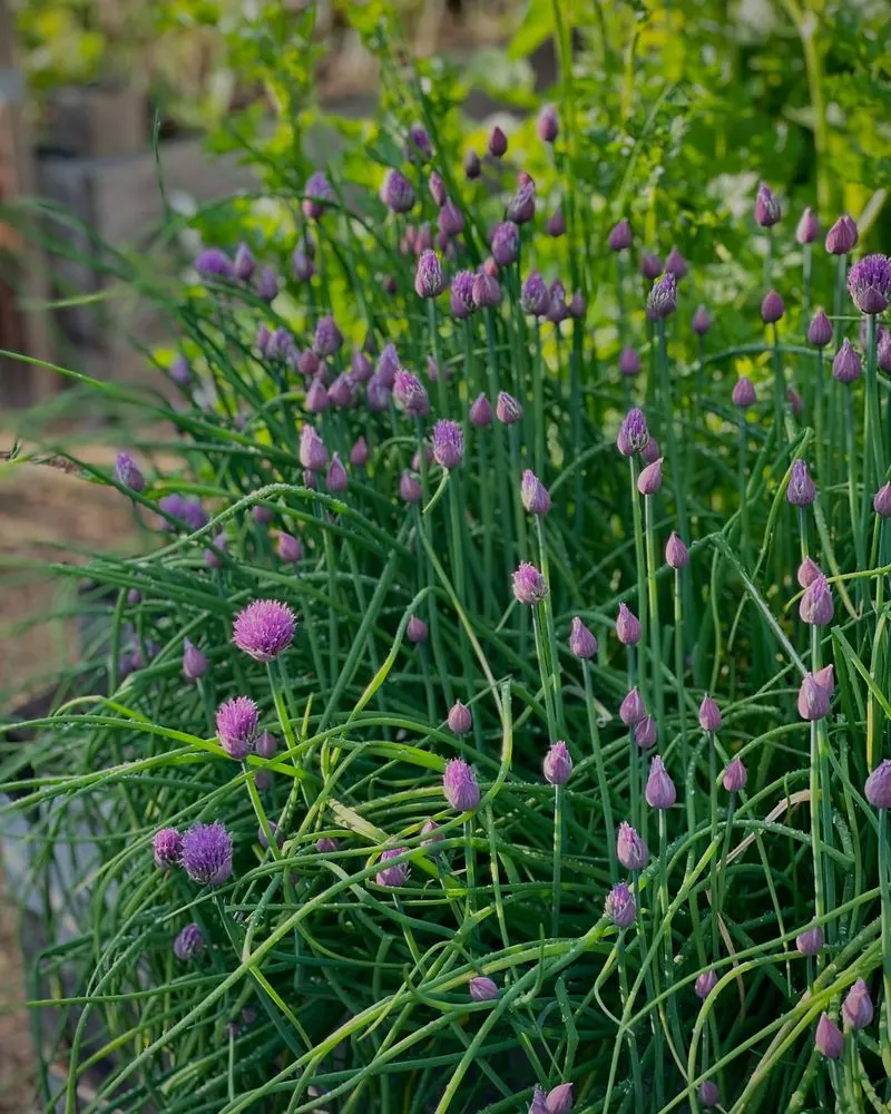 Chives