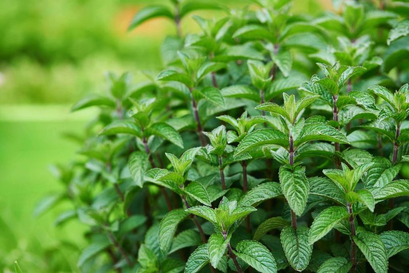 Mint (Spearmint)