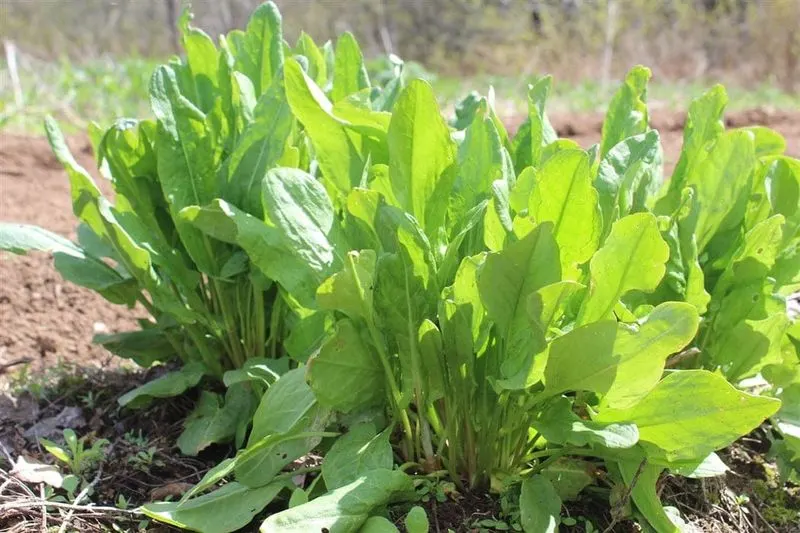 Sorrel
