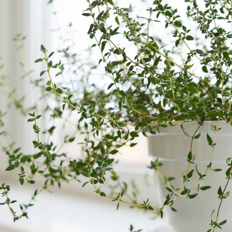 Thyme