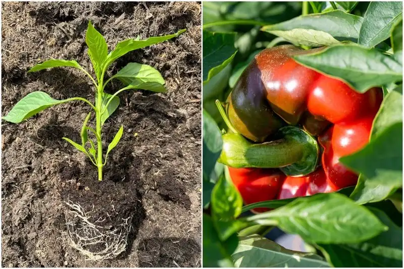 Peppers and Kohlrabi
