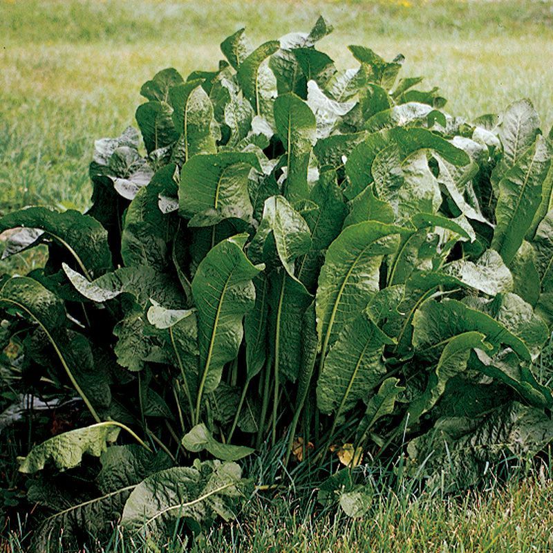 Horseradish
