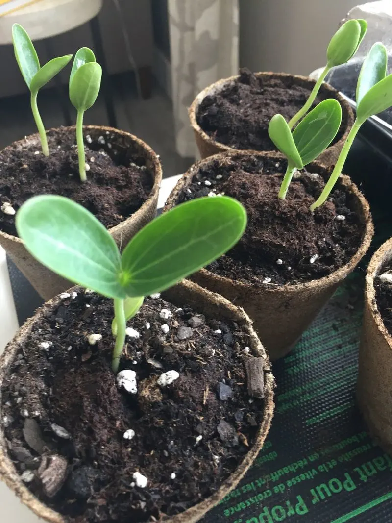 Start Seeds Indoors