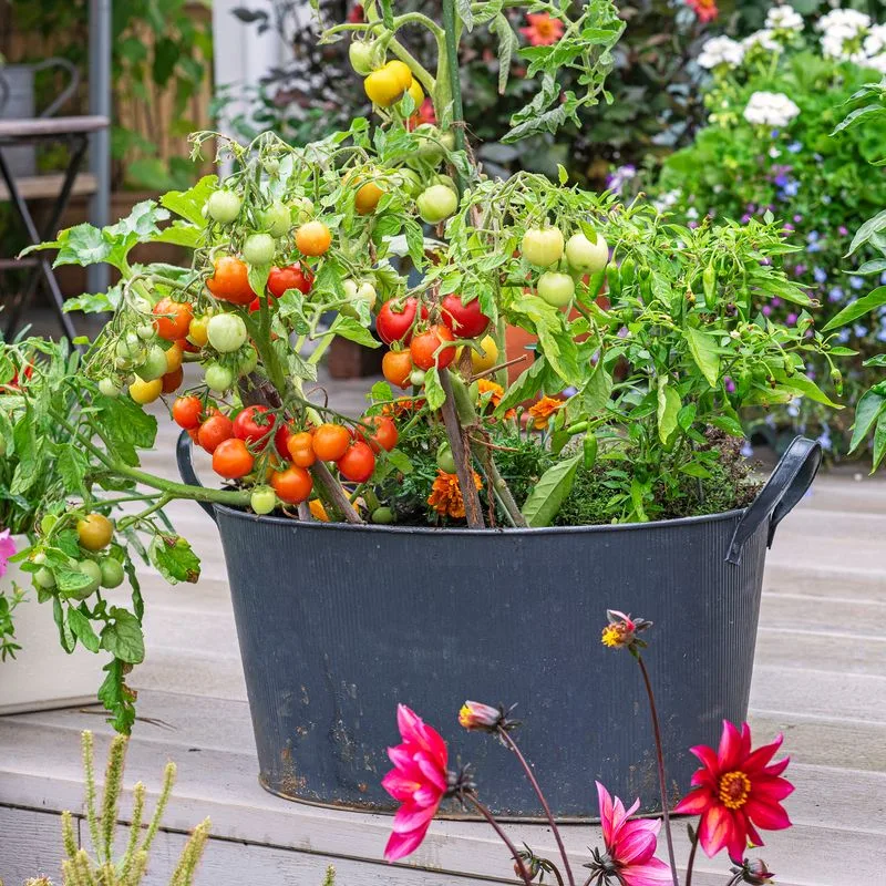Quality Potting Mix