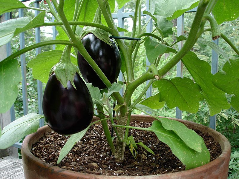 Use Quality Soil