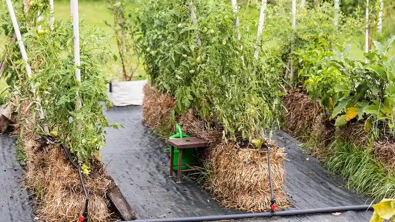 Choose the Right Straw Bales
