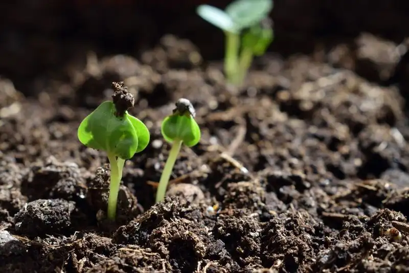 Preparing the Soil