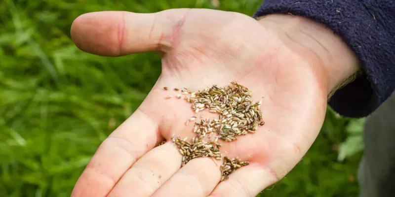 Choosing the Right Seeds