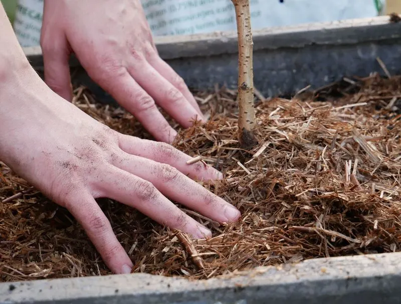 Mulching Benefits