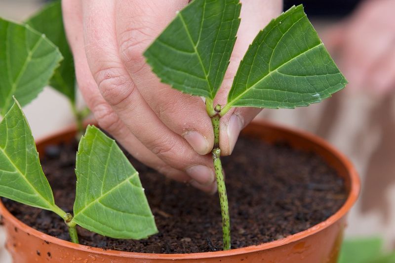 Selecting Weak Cuttings