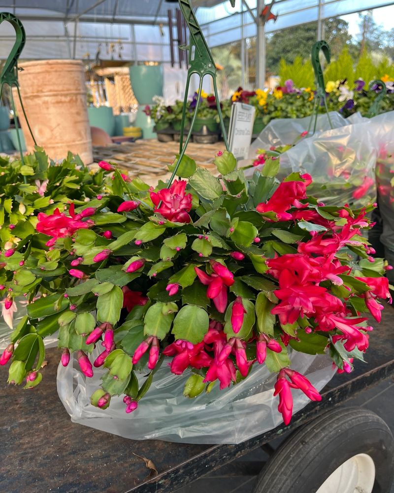 Christmas Cactus