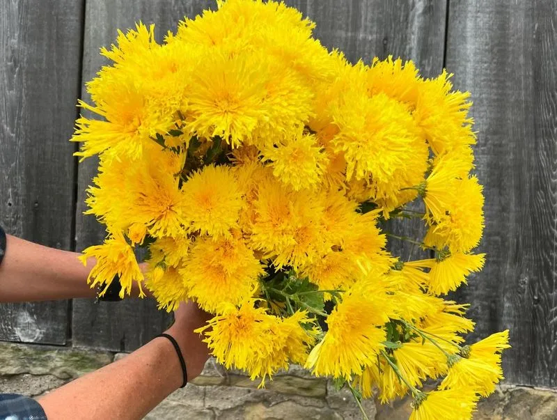 Chrysanthemum