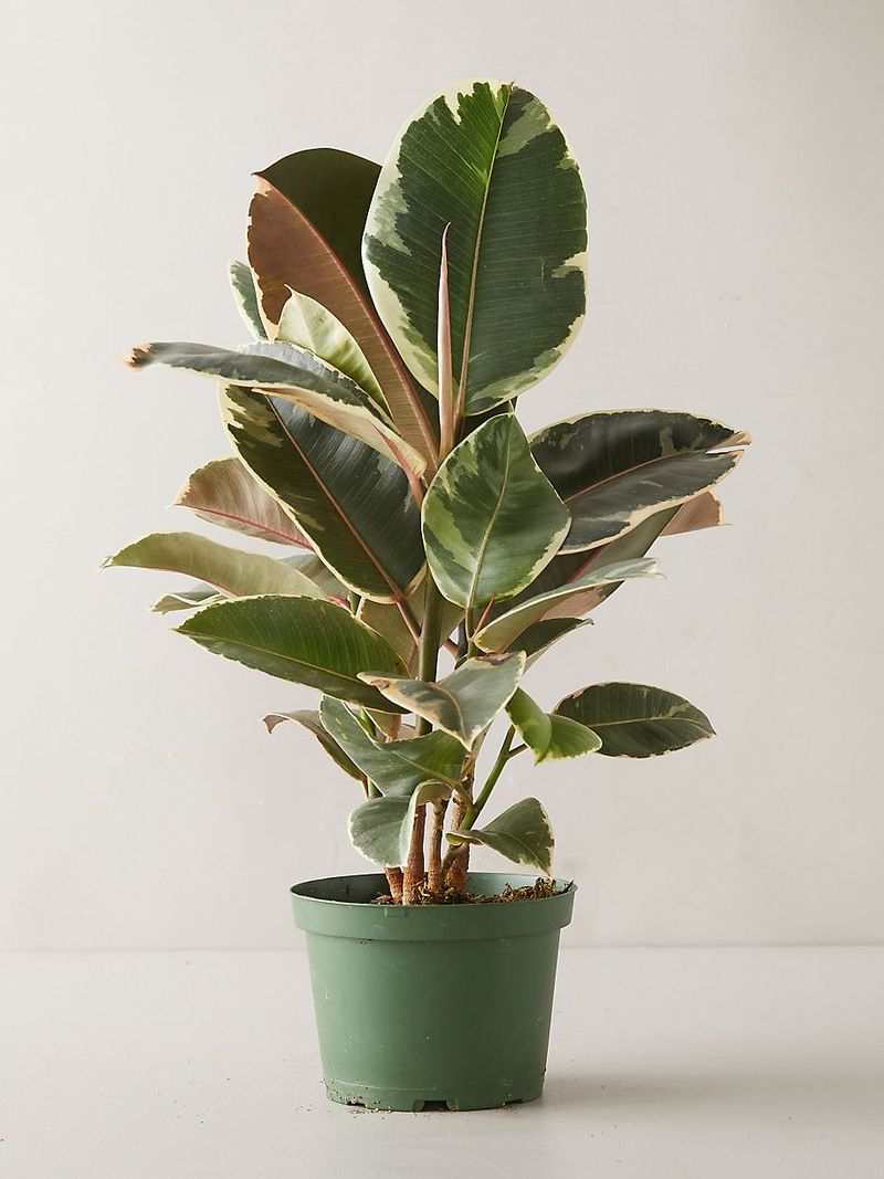 Rubber Plant
