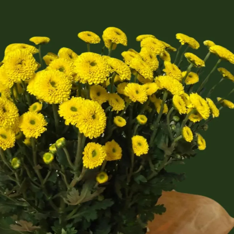 Chrysanthemum Spray